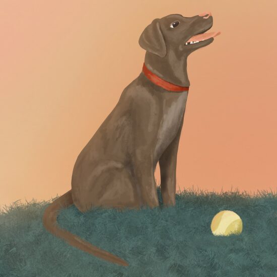 chien